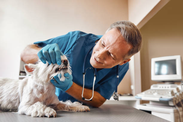 Best Emergency Root Canal Therapy in Haskins, OH